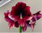 Preview: Amaryllis (ga) DAPHNE